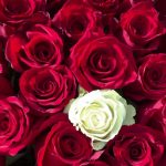 151 роза Elite Flowers