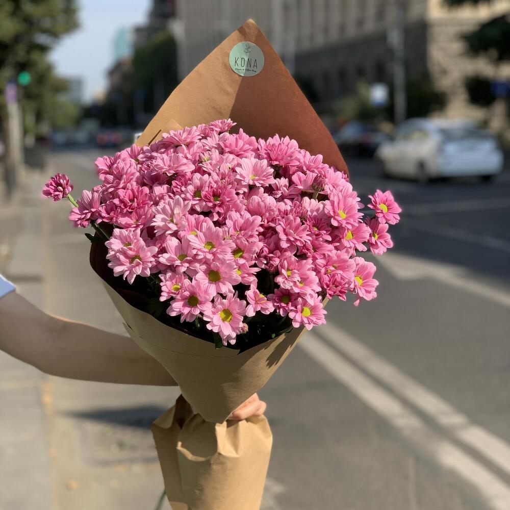 Chrysanthemum Pink